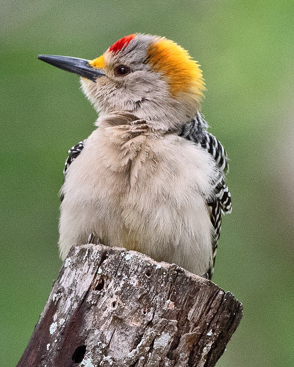 Golden-fronted Woodpecker - ML617838485