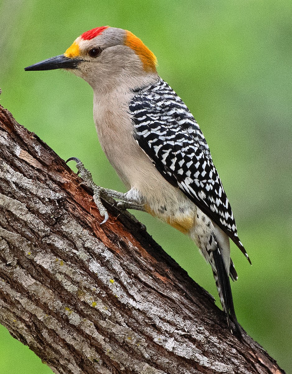 Golden-fronted Woodpecker - Kenneth Butler