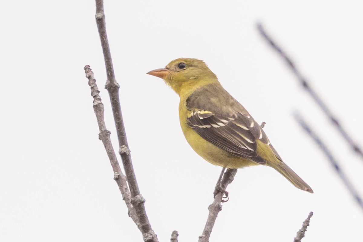 Western Tanager - ML617838515