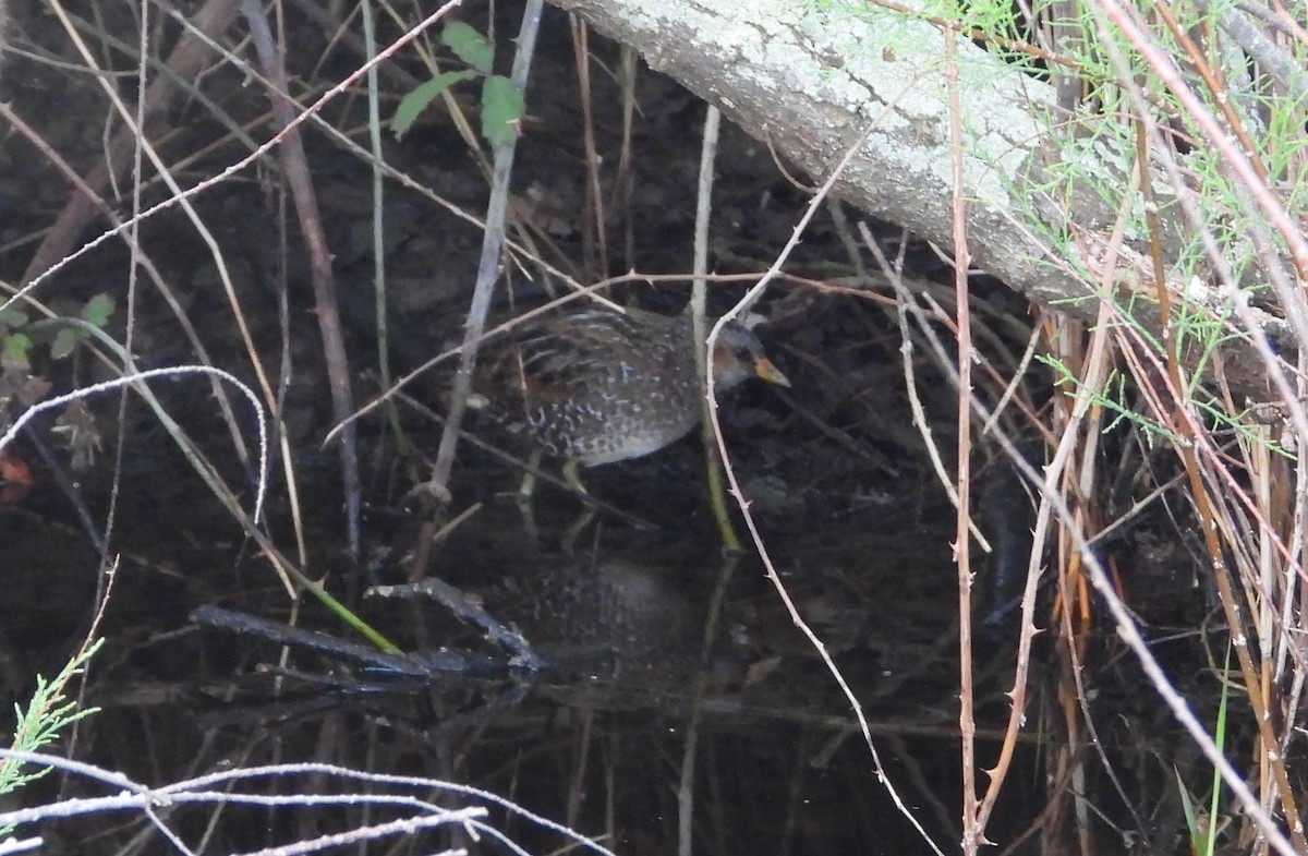 Spotted Crake - ML617838570