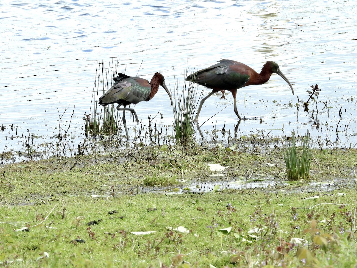 ibis hnědý - ML617838582