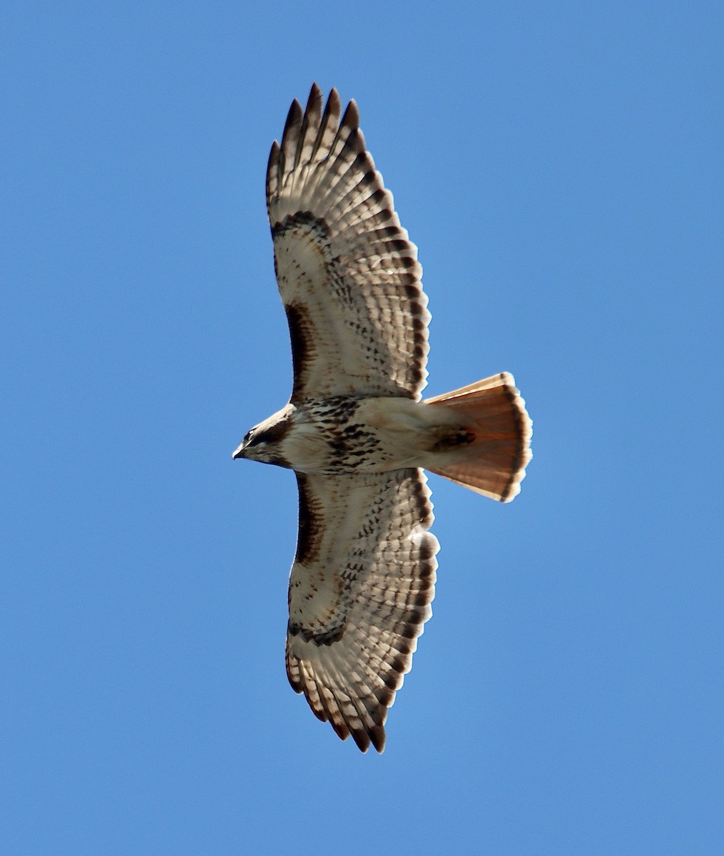 Red-tailed Hawk - ML617838587