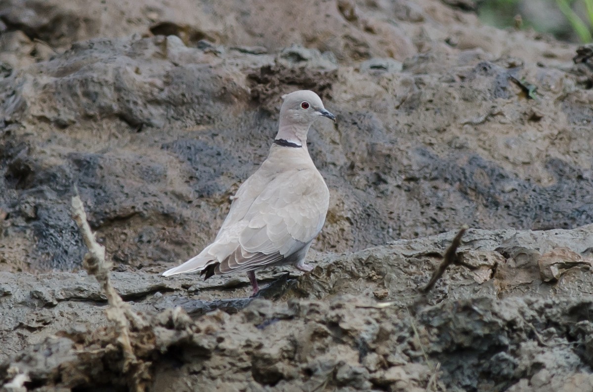 Eurasian Collared-Dove - Alix d'Entremont