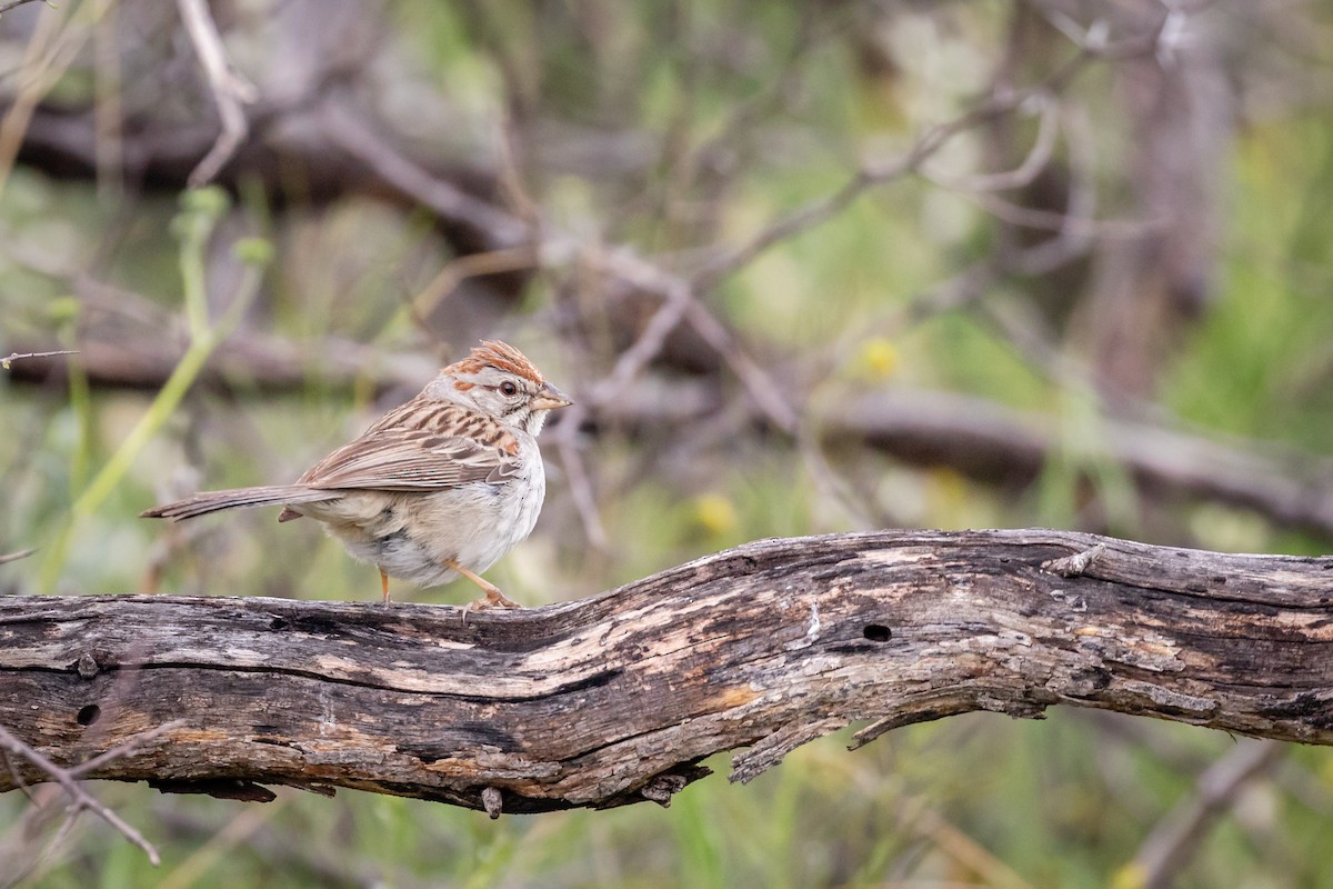 Rufous-winged Sparrow - ML617838678