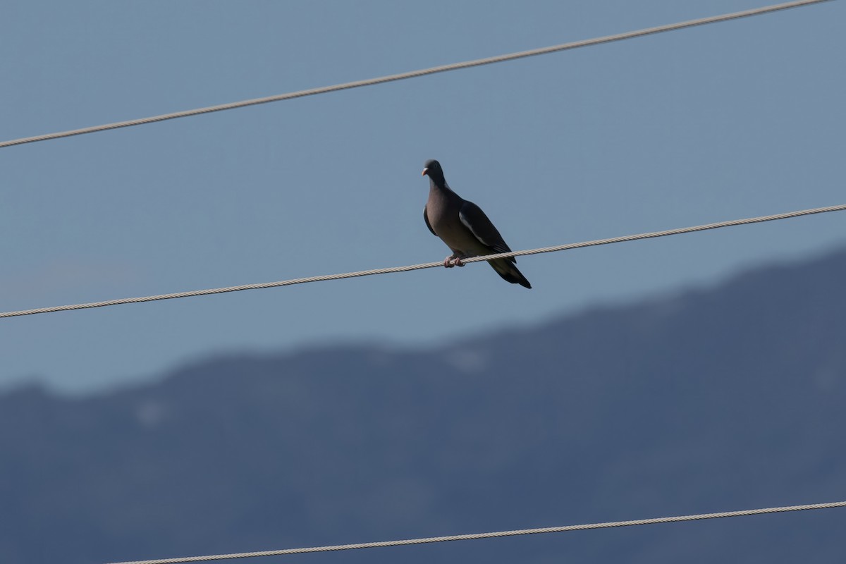 Common Wood-Pigeon - Corné Pieterse