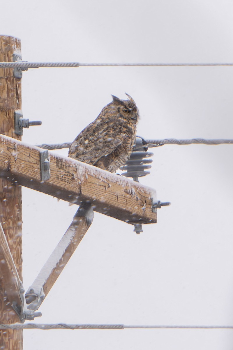 Great Horned Owl - ML617838695