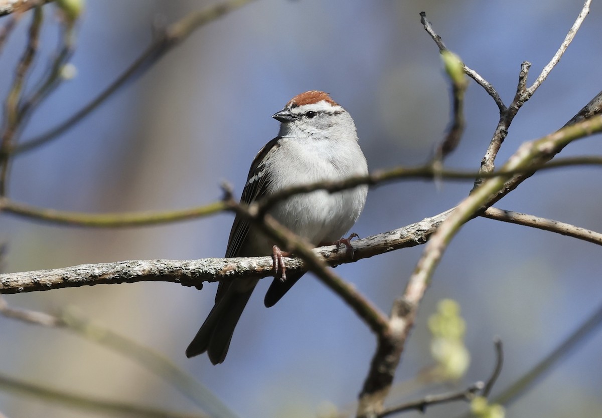 Chipping Sparrow - ML617838755