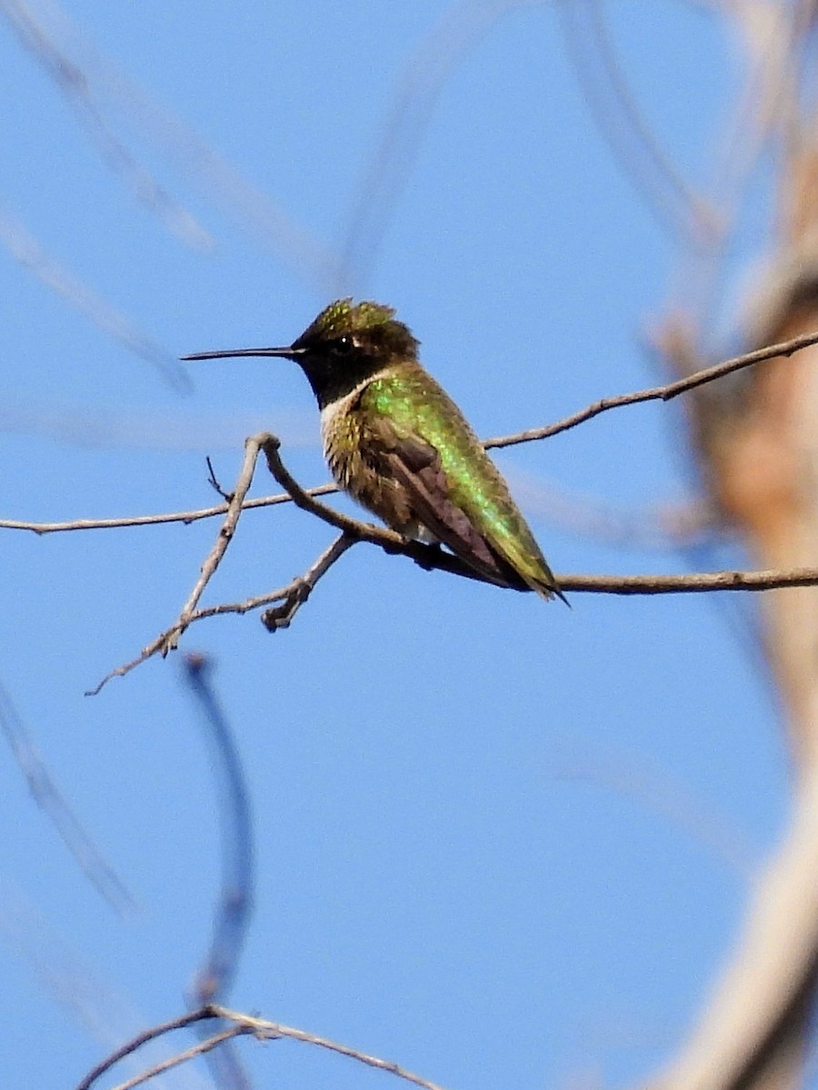 Black-chinned Hummingbird - ML617838776
