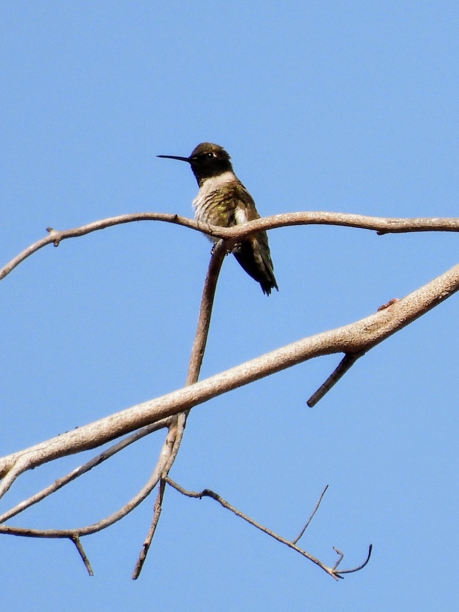 Black-chinned Hummingbird - ML617838778