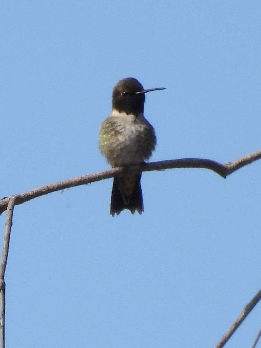 Black-chinned Hummingbird - ML617838779