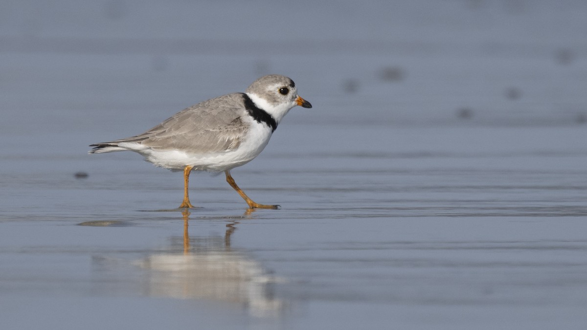 Piping Plover - Bruce Evans