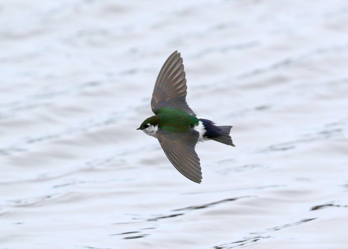 Violet-green Swallow - ML617838819