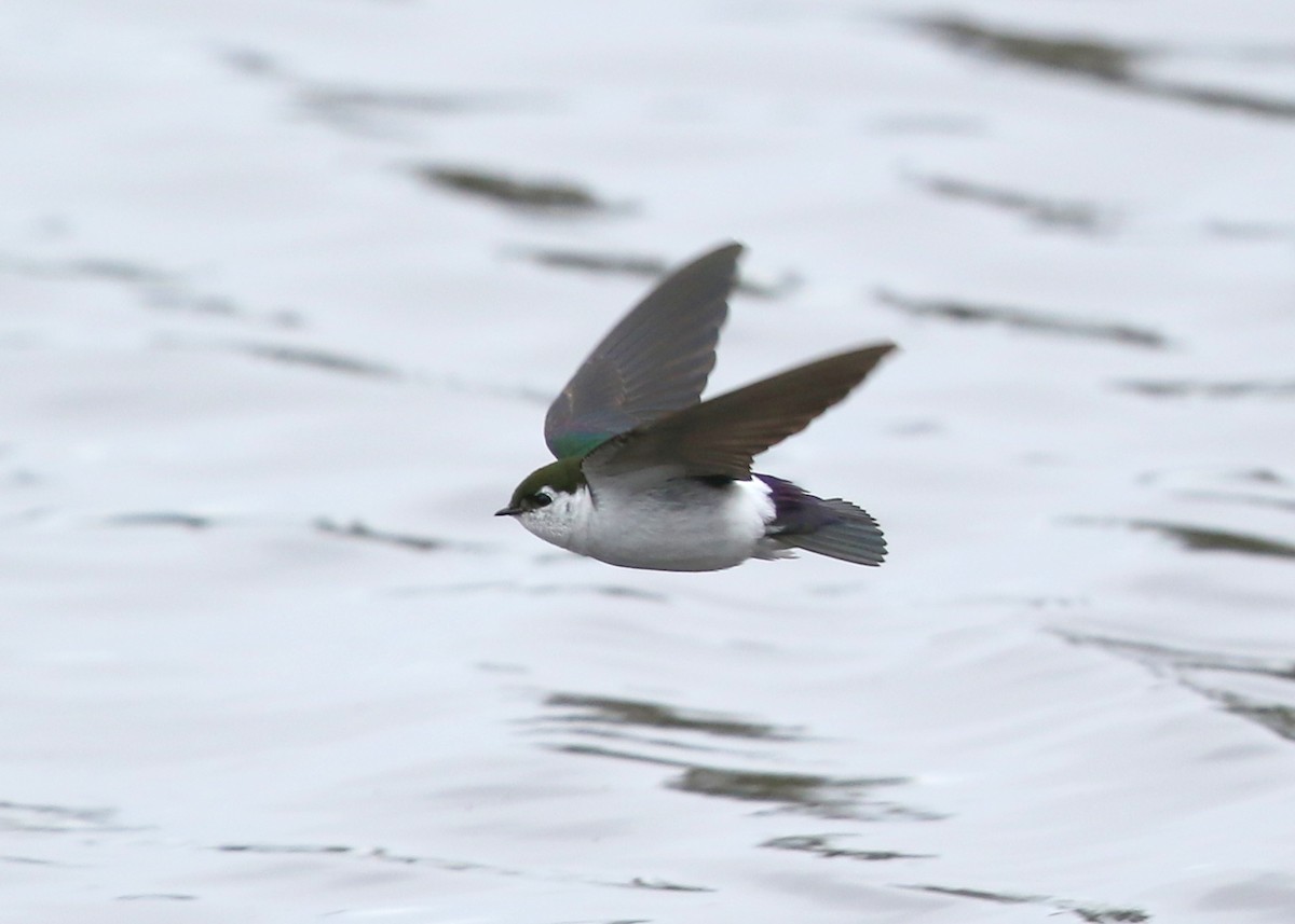 Violet-green Swallow - Steve Rottenborn