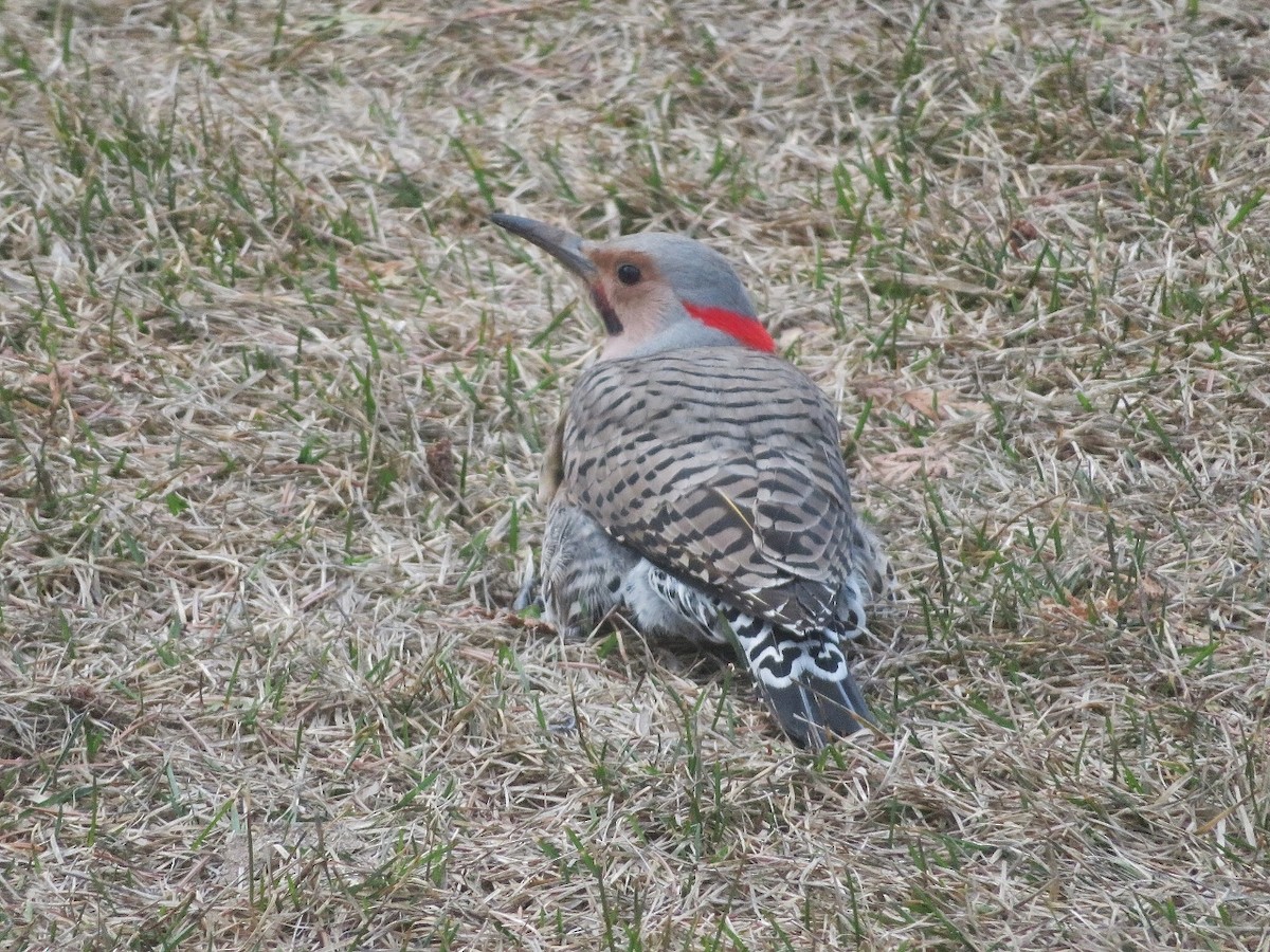 Northern Flicker (Yellow-shafted x Red-shafted) - ML617838848