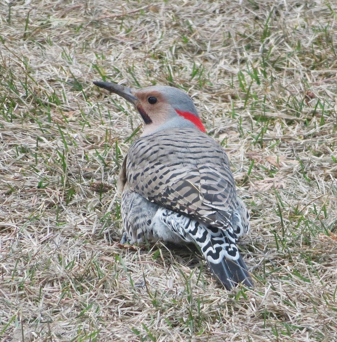 Northern Flicker (Yellow-shafted x Red-shafted) - ML617838865