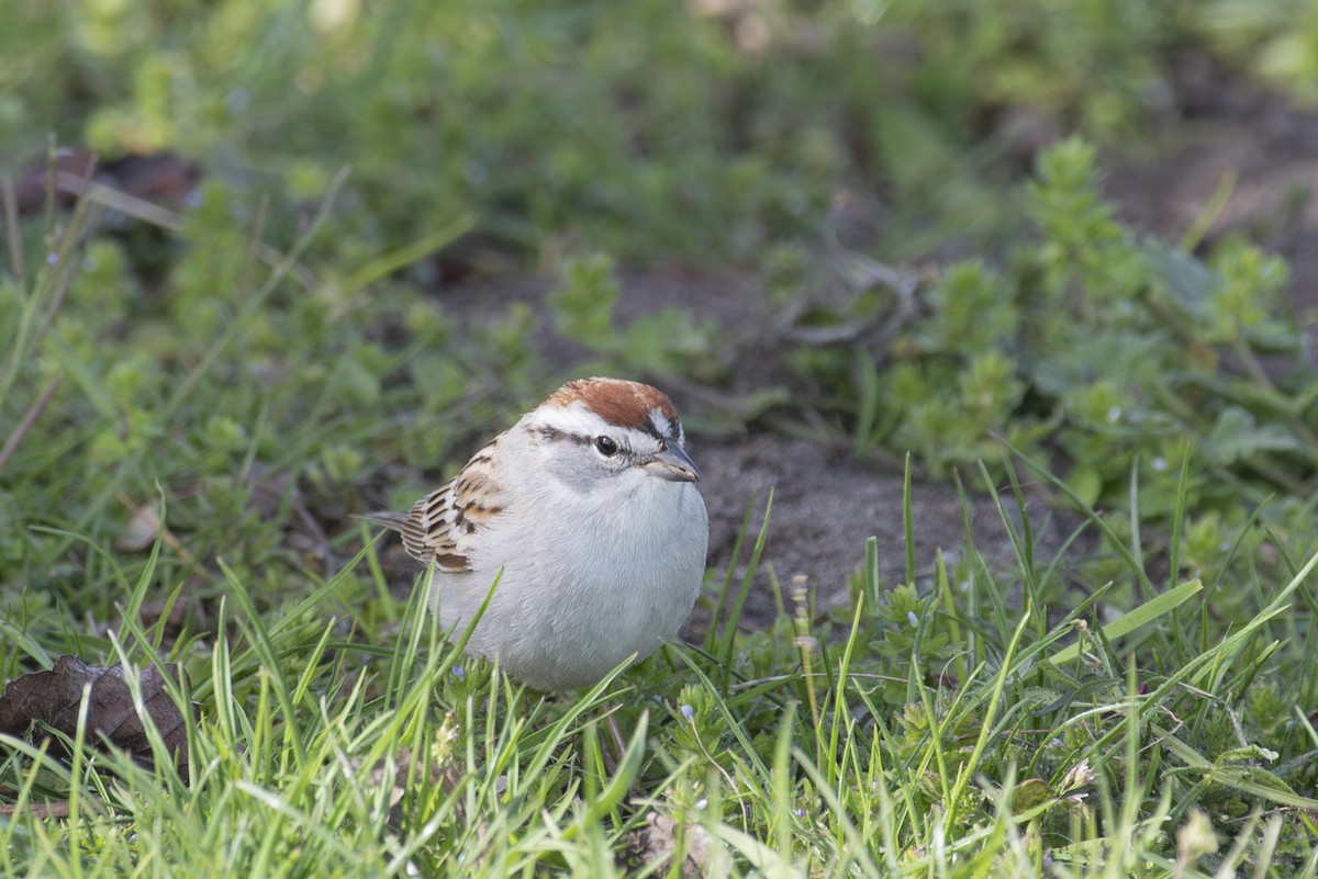 Chipping Sparrow - ML617838882