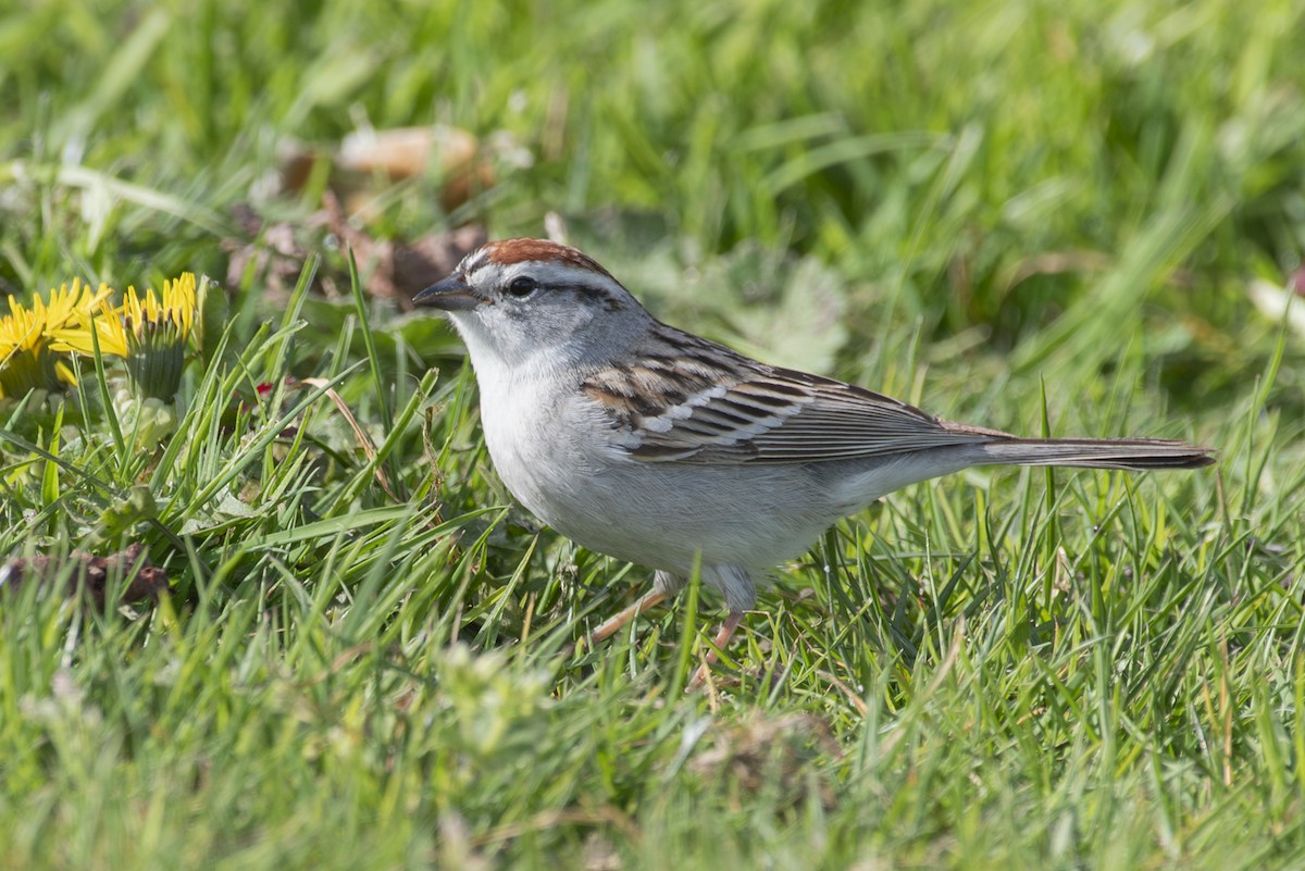 Chipping Sparrow - ML617838883