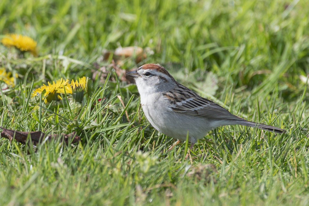 Chipping Sparrow - ML617838884