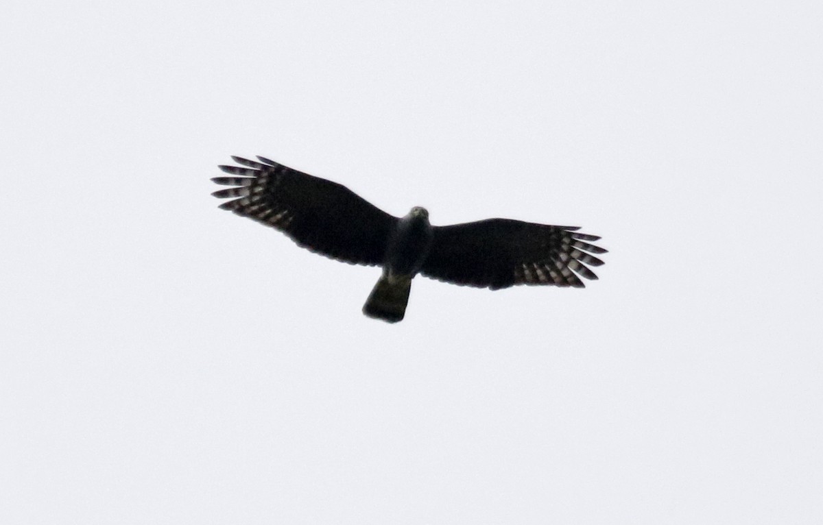 Black Hawk-Eagle - Geert Bouke Kortleve