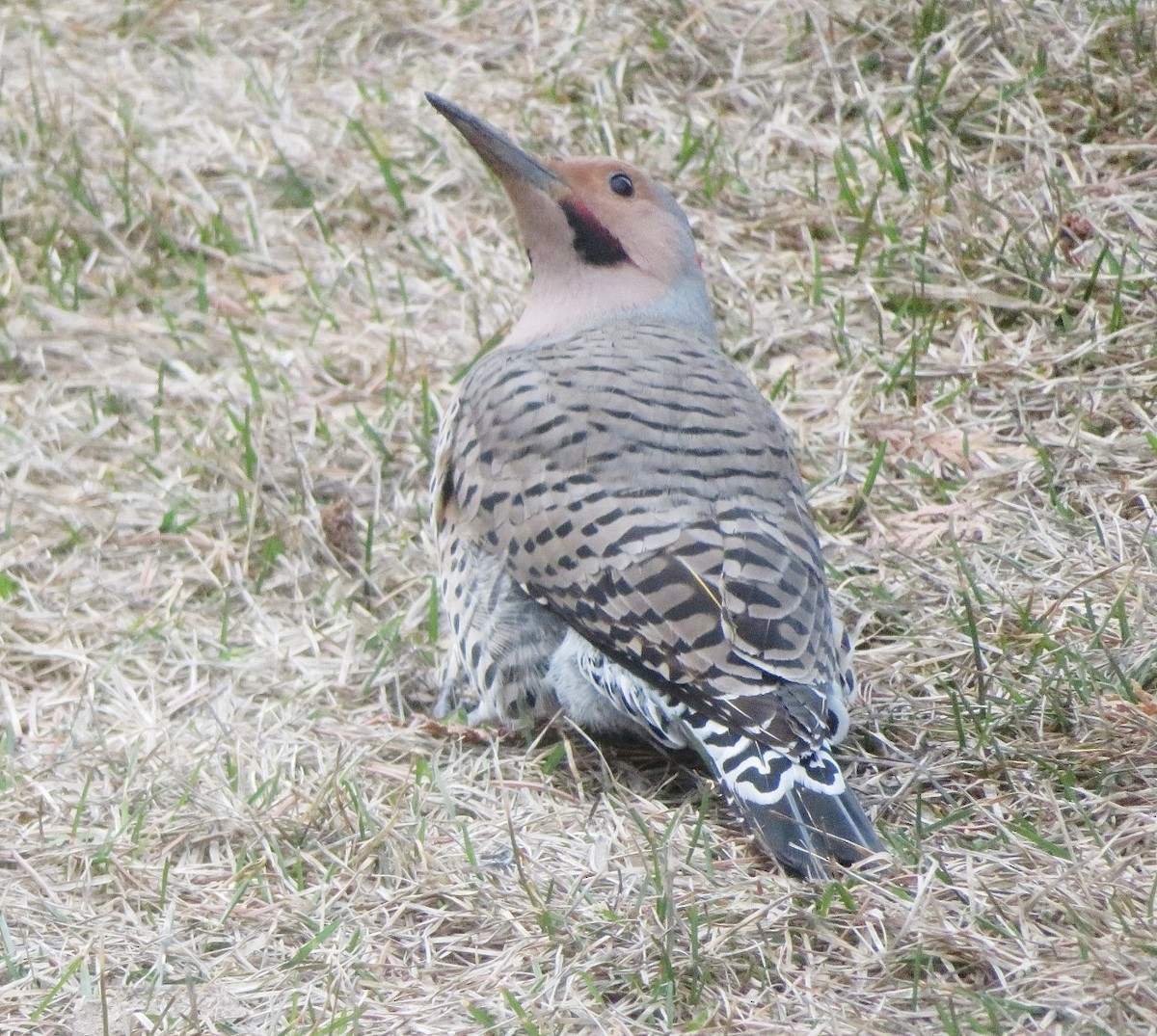 Northern Flicker (Yellow-shafted x Red-shafted) - ML617838916