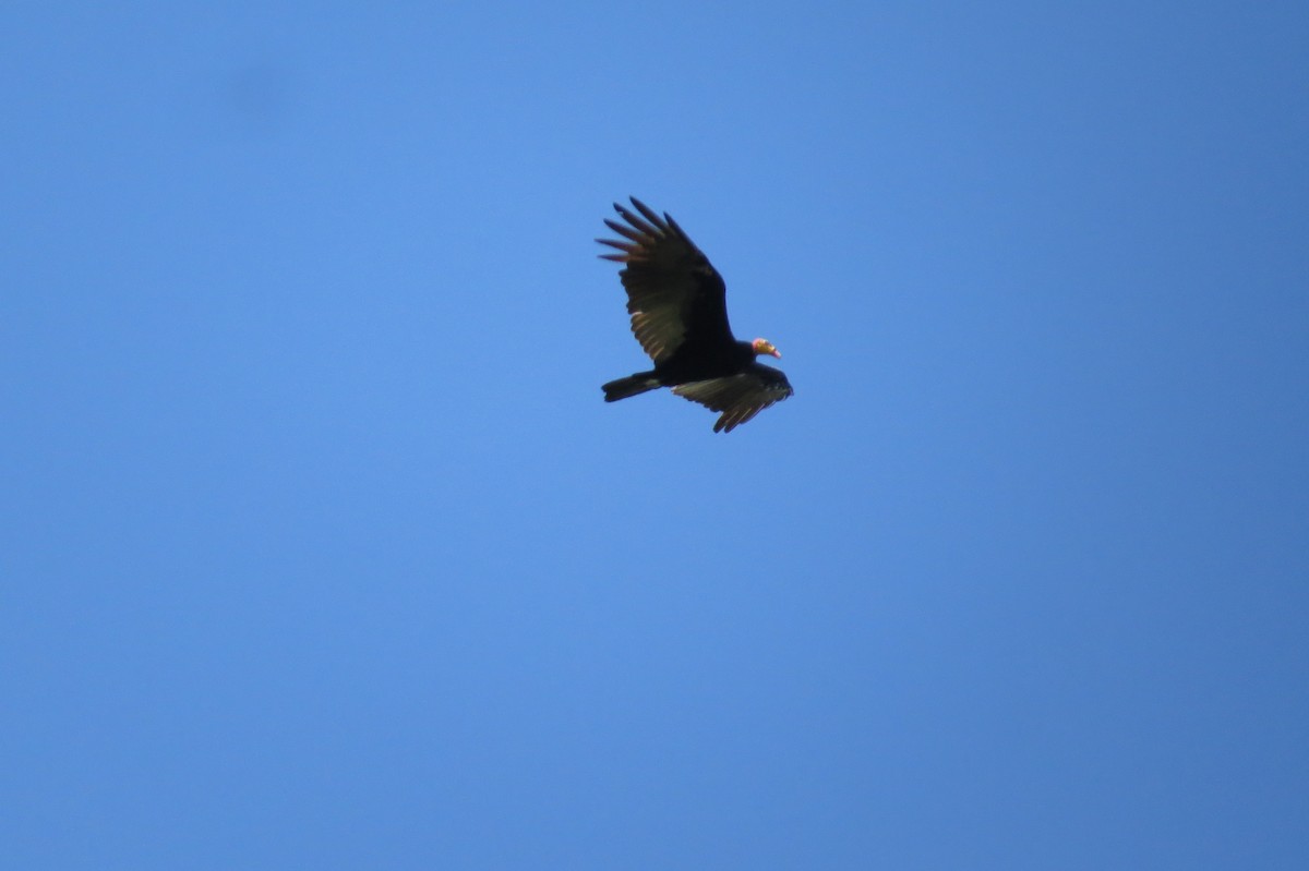 Greater Yellow-headed Vulture - ML617838980