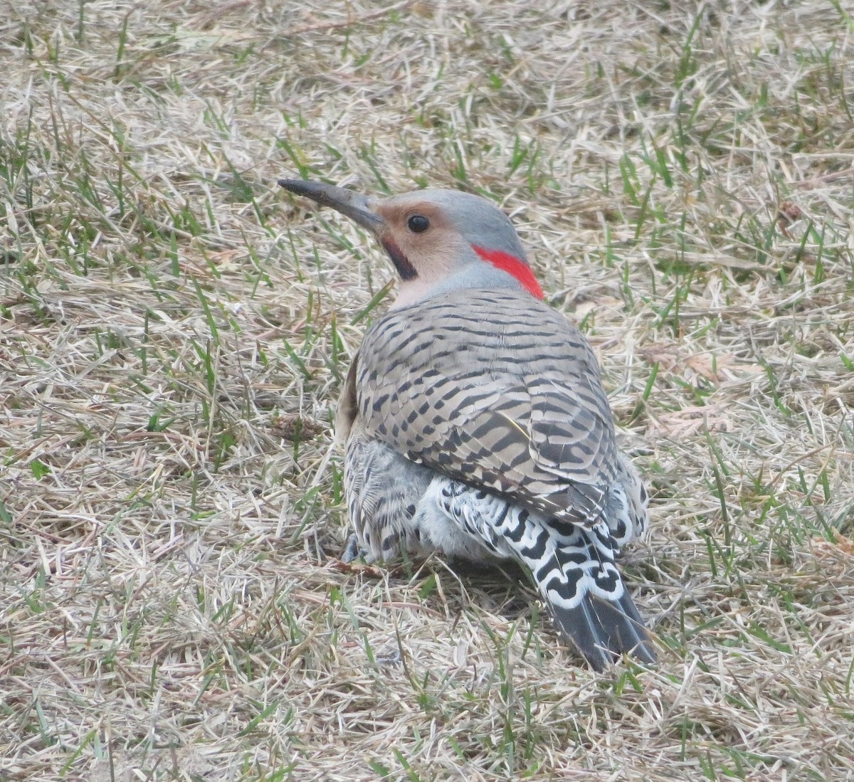 Northern Flicker (Yellow-shafted x Red-shafted) - ML617838981