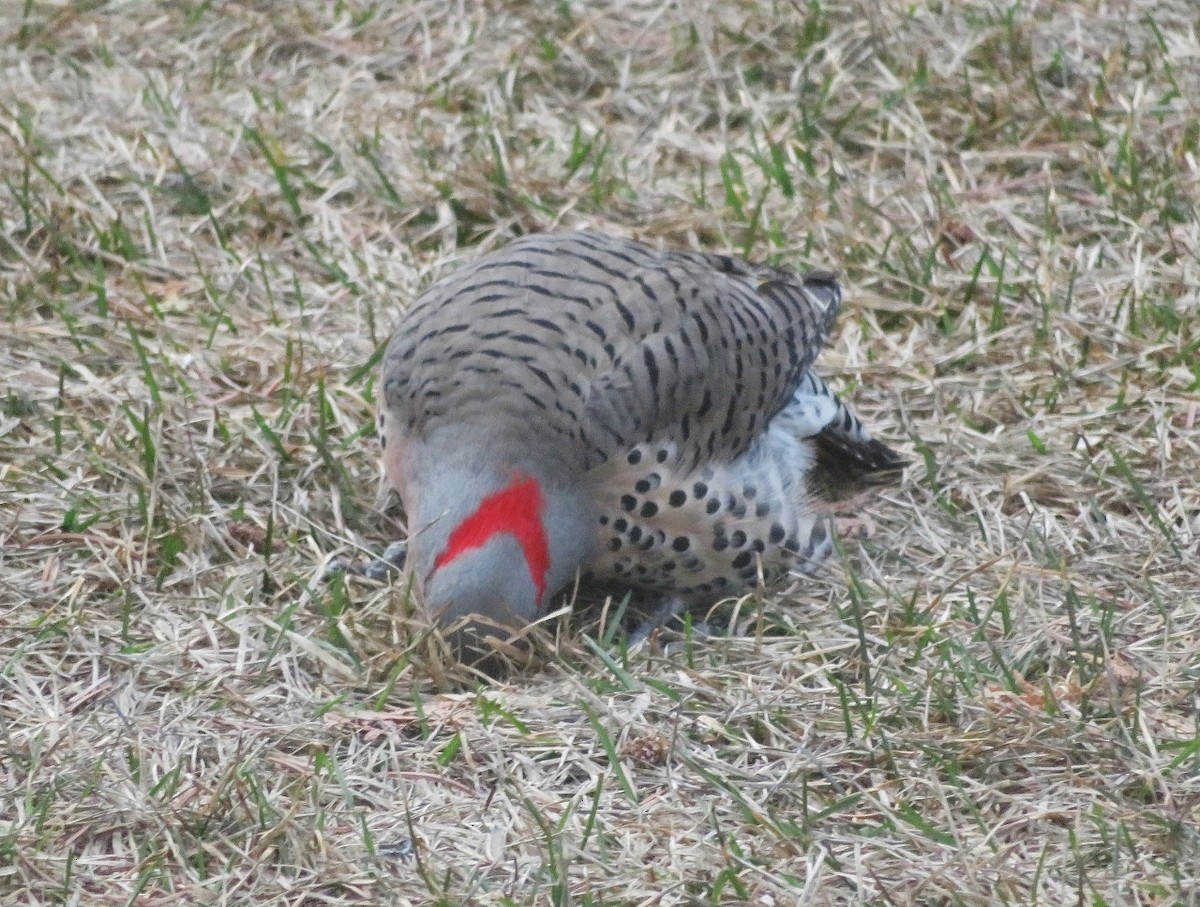 Northern Flicker (Yellow-shafted x Red-shafted) - ML617838986