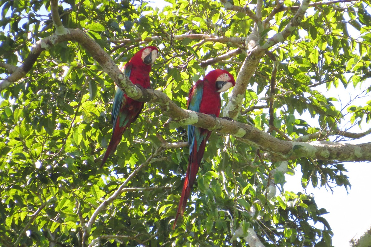 Red-and-green Macaw - ML617839011