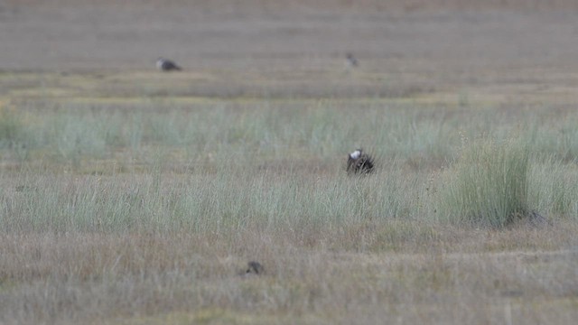 Greater Sage-Grouse - ML617839019