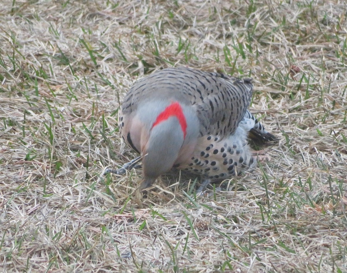 Northern Flicker (Yellow-shafted x Red-shafted) - ML617839025