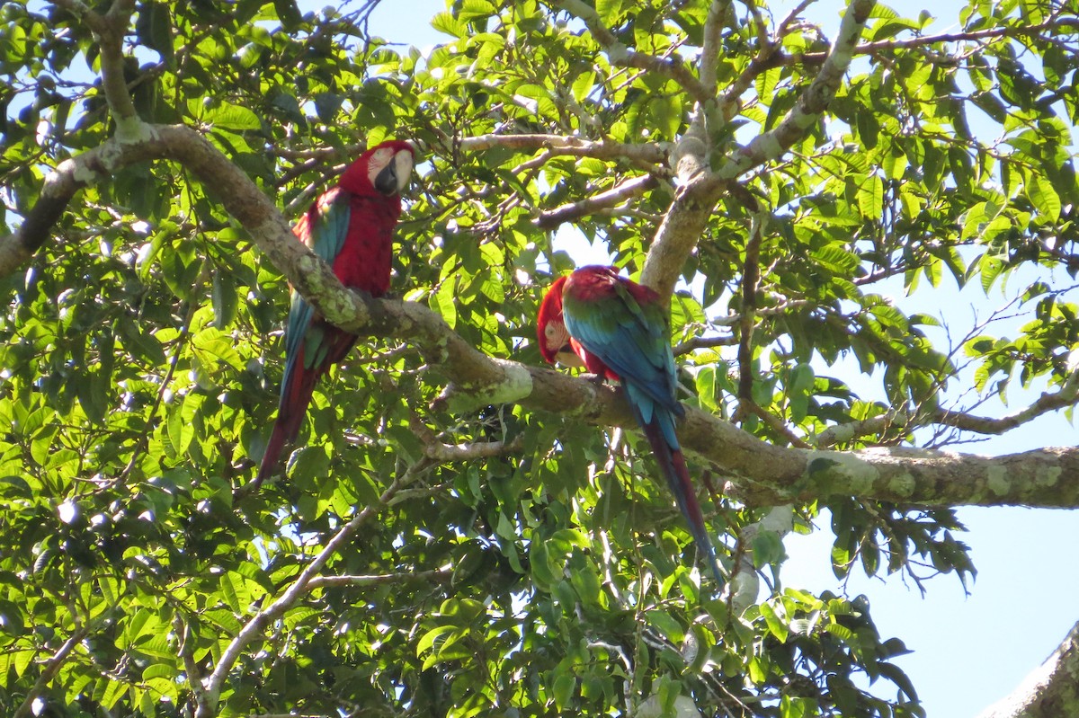 Red-and-green Macaw - ML617839026