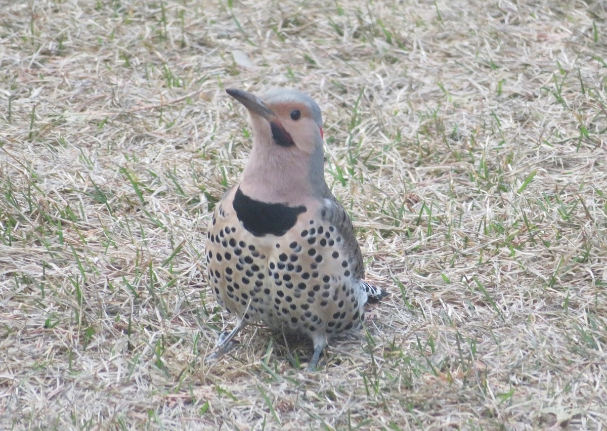 Northern Flicker (Yellow-shafted x Red-shafted) - ML617839035