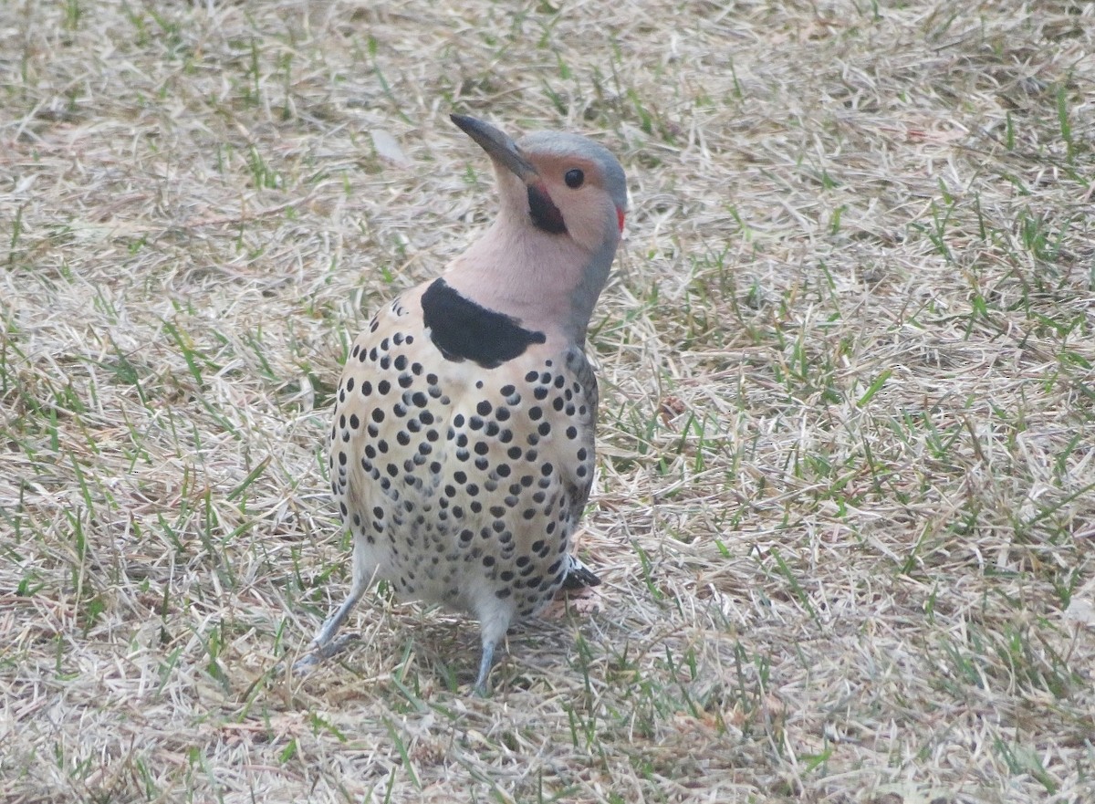 Northern Flicker (Yellow-shafted x Red-shafted) - ML617839037
