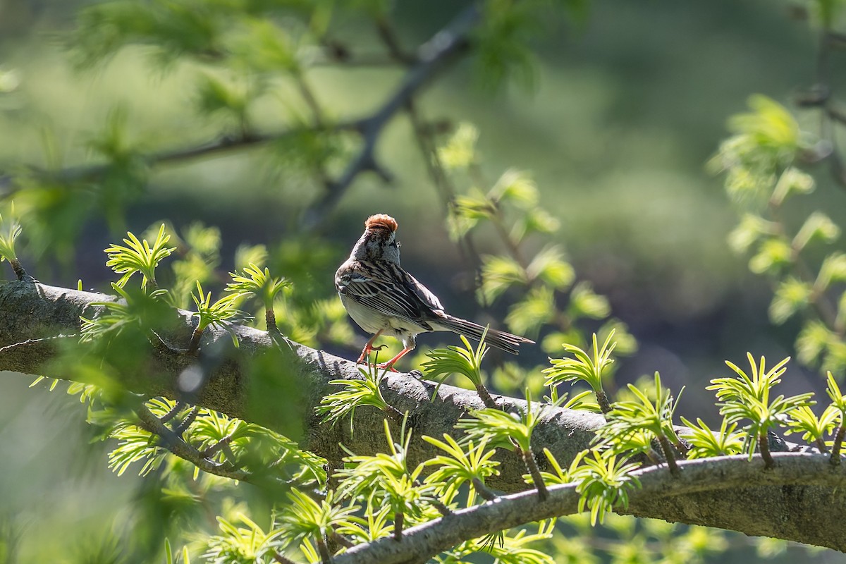 Chipping Sparrow - David Eberly