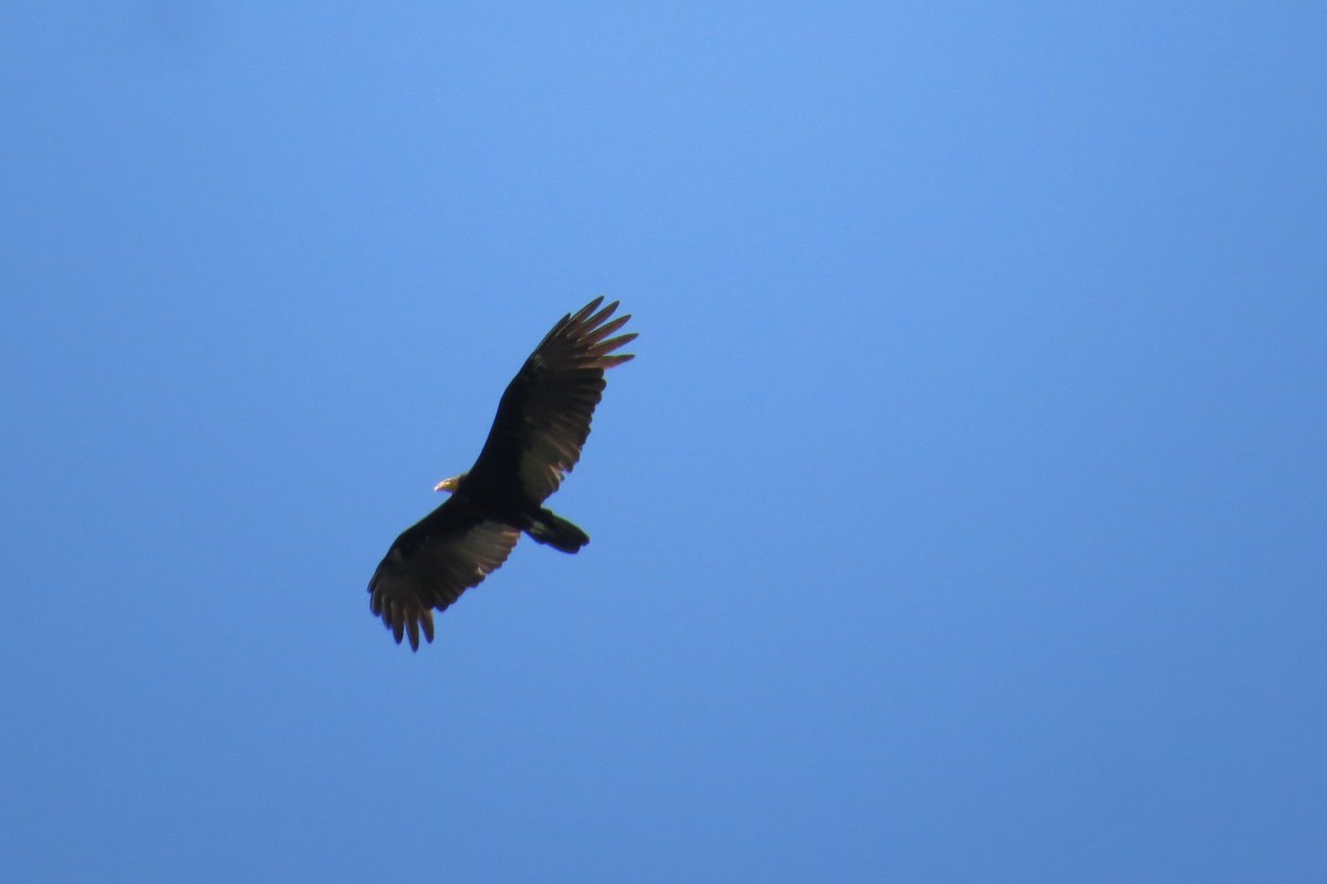 Greater Yellow-headed Vulture - ML617839066