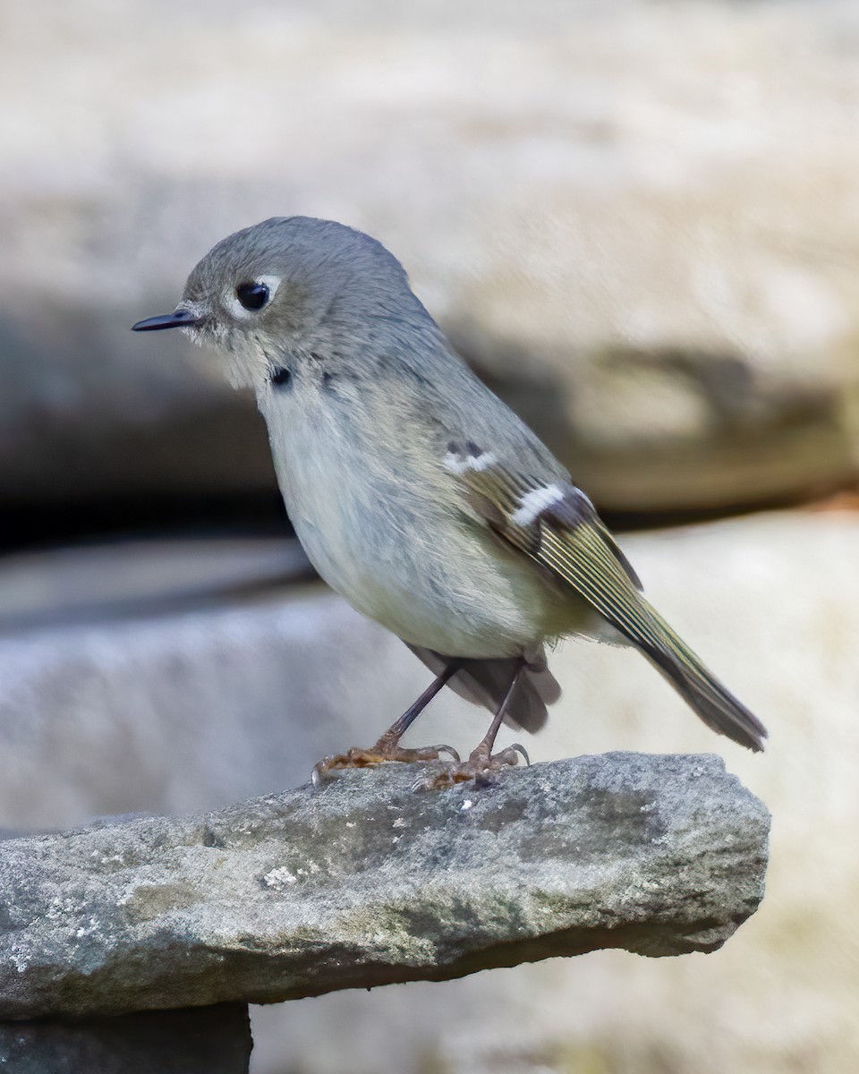 Ruby-crowned Kinglet - Kelly White