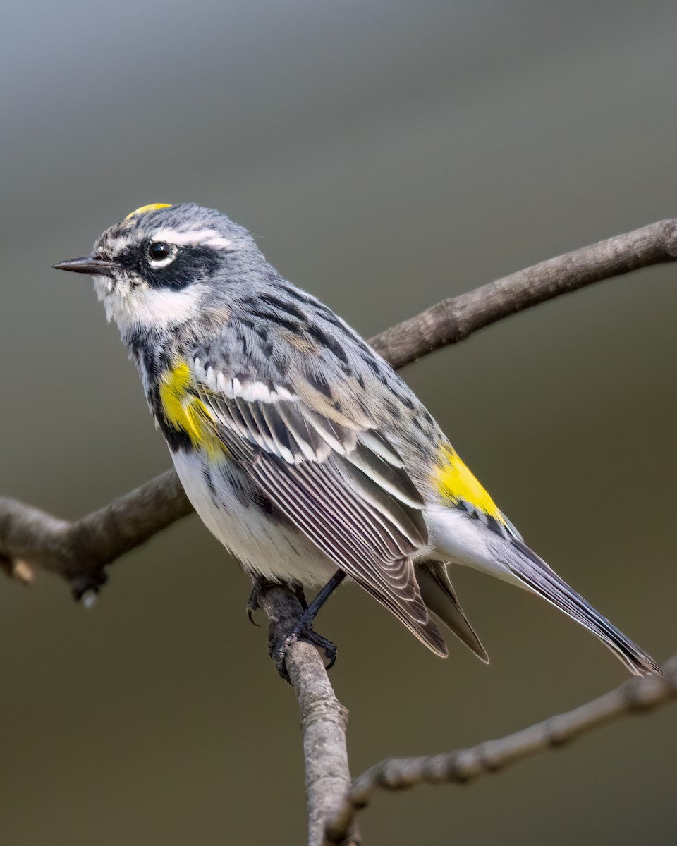 Yellow-rumped Warbler - Kelly White