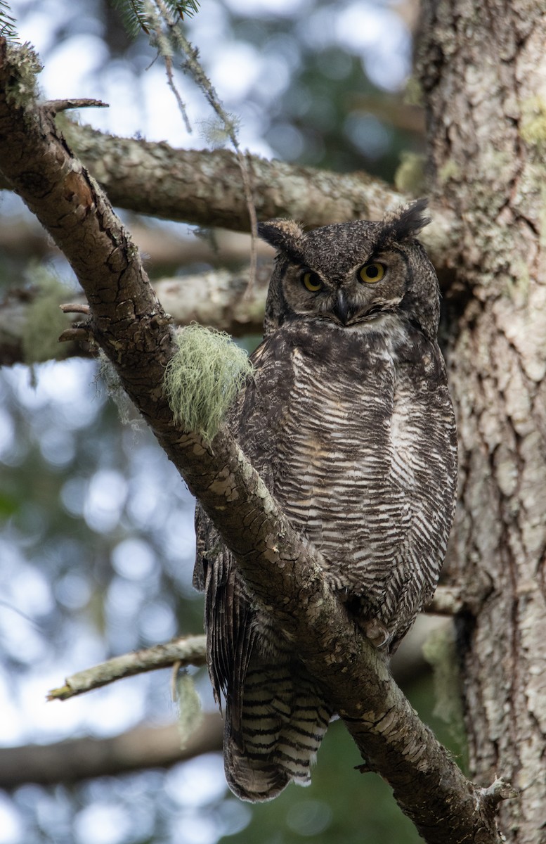Great Horned Owl - ML617839211