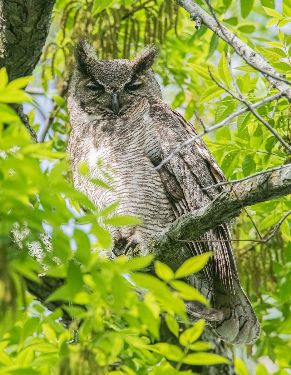 Great Horned Owl - ML617839219