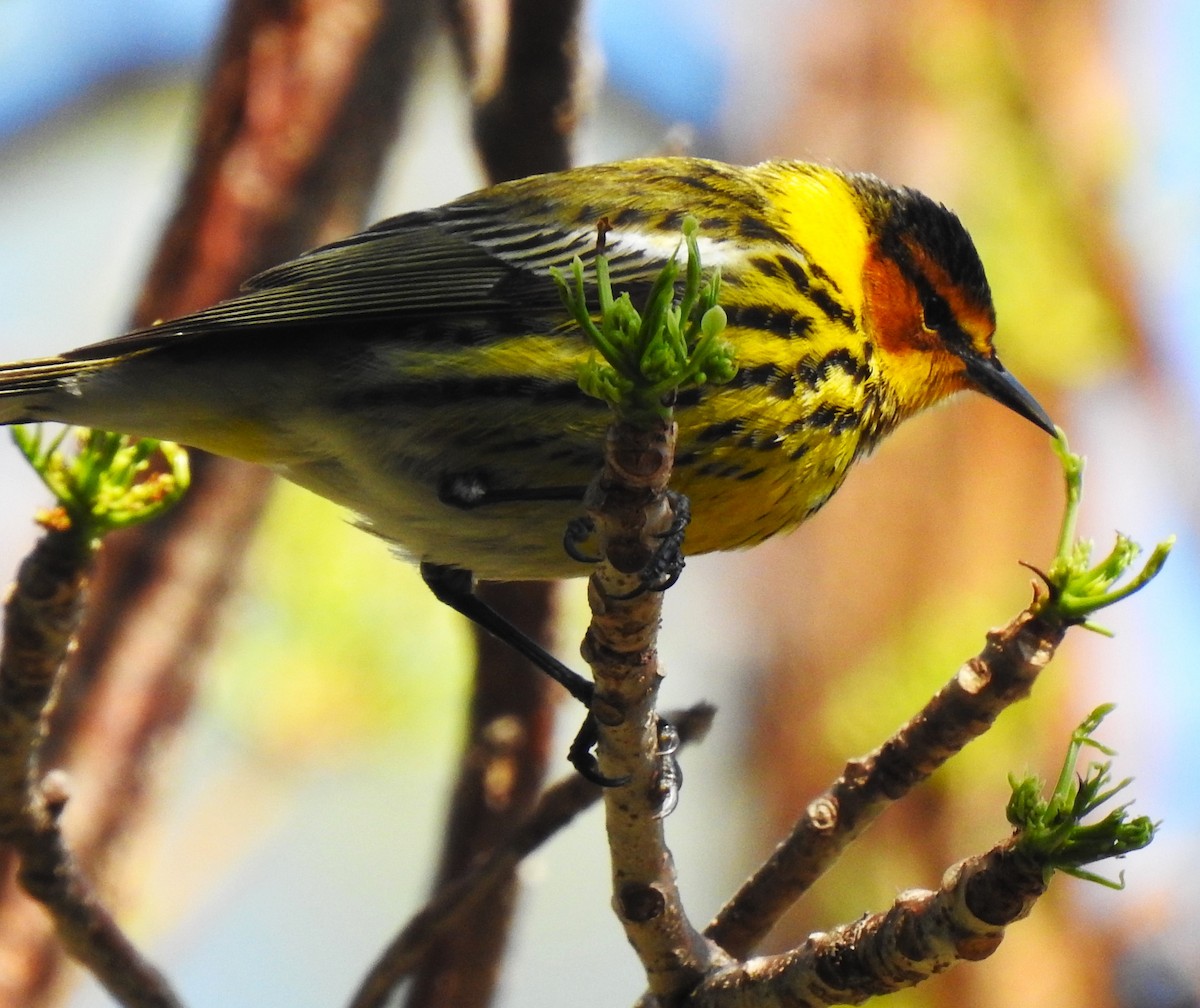 Cape May Warbler - ML617839230