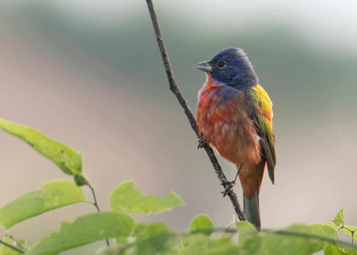 Painted Bunting - ML617839309