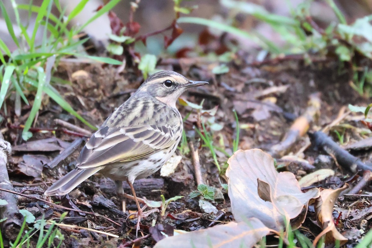 Rosy Pipit - ML617839345