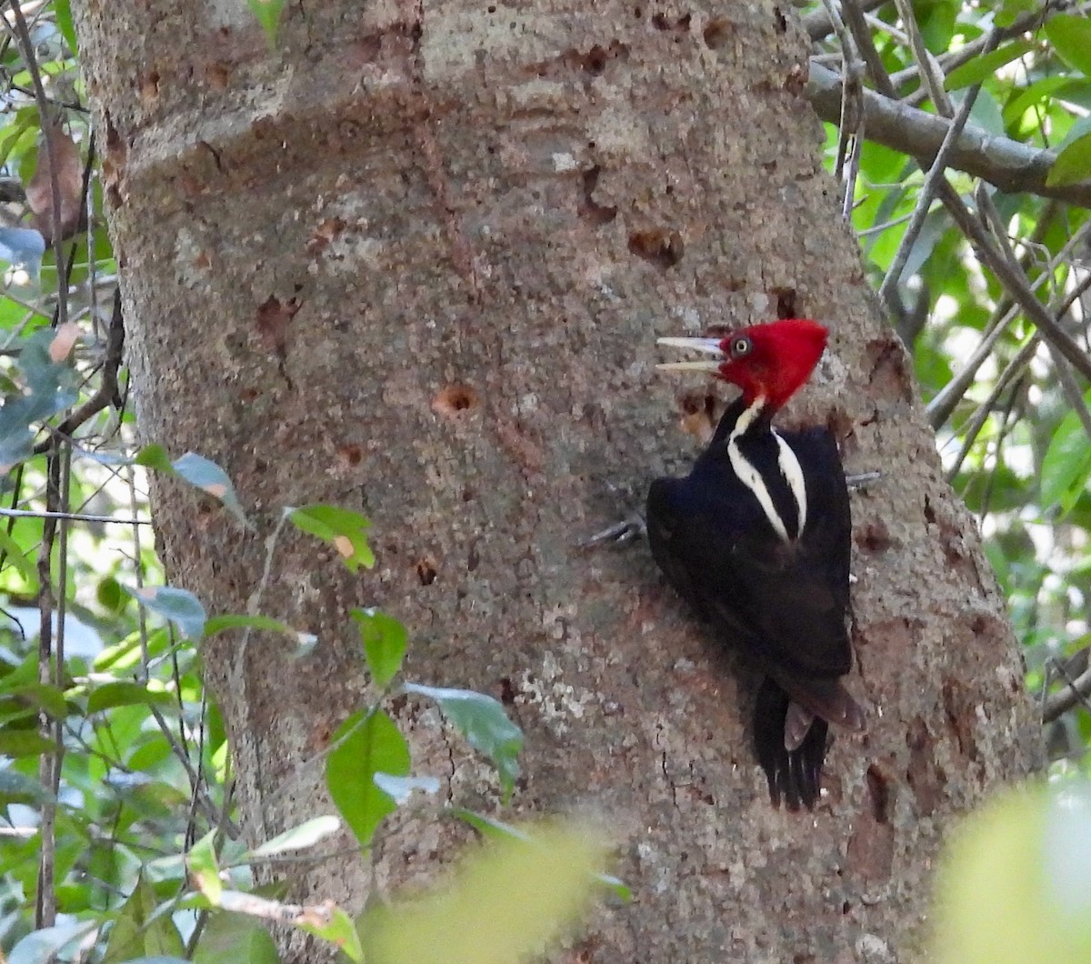 Pale-billed Woodpecker - Kisa Weeman