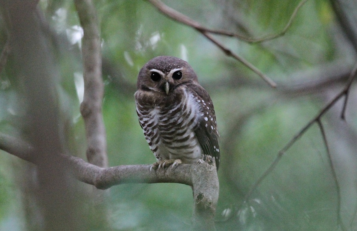 White-browed Owl - David Brassington