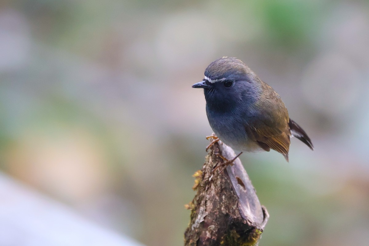 Rufous-gorgeted Flycatcher - Rahul Pereira