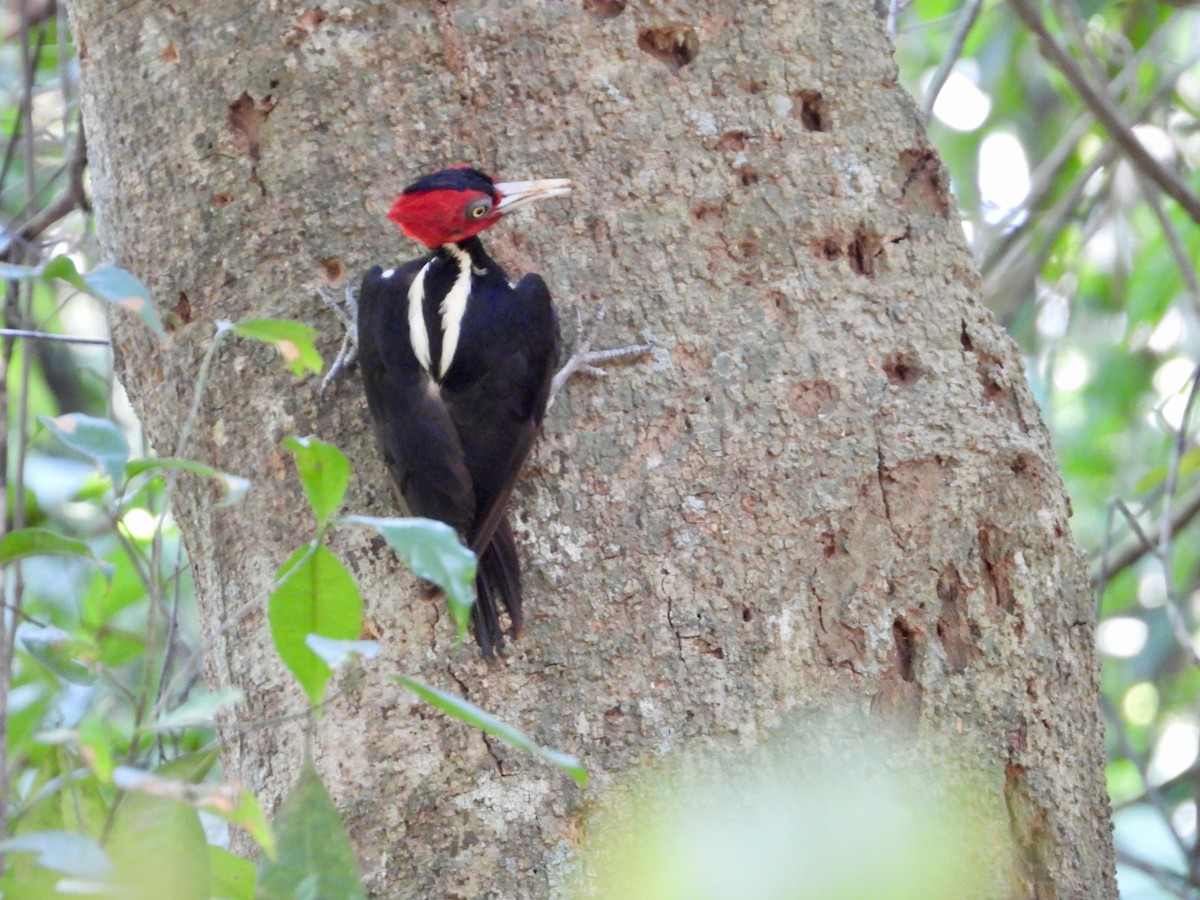 Pale-billed Woodpecker - ML617839384