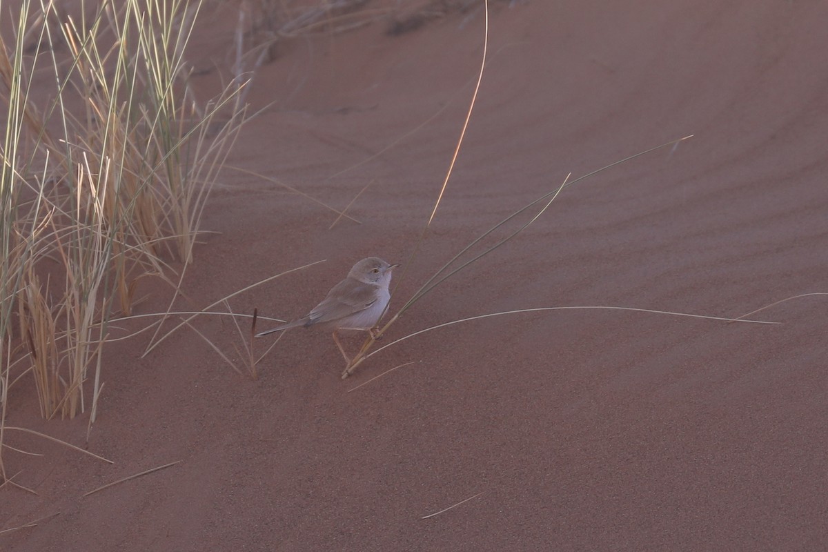 African Desert Warbler - ML617839502