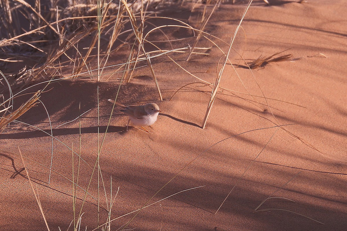 African Desert Warbler - ML617839503