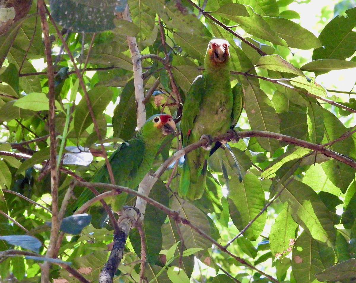 Red-lored Parrot - ML617839538