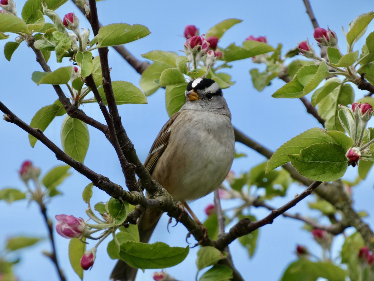 White-crowned Sparrow - ML617839553